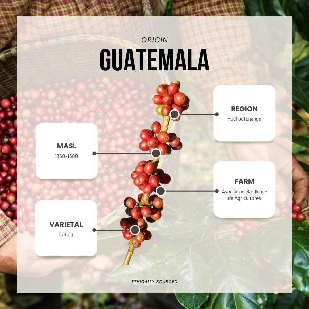 Reborn Coffee Specialty Whole Bean Coffee, Medium Roast, 12 Ounce, Guatemala Huehuetenango, Flavor Notes of Cherry, Caramelized, and Full Body